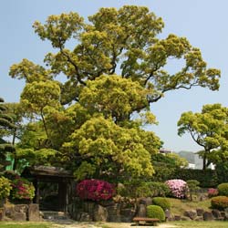 Cinnamomum camphora